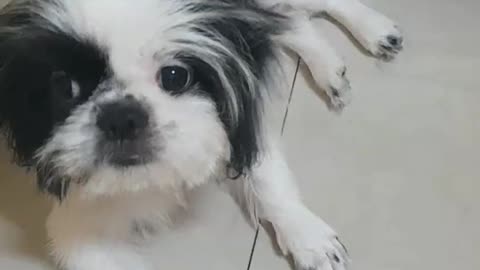 PATTAYA DOG GROOMING & PET SHOP