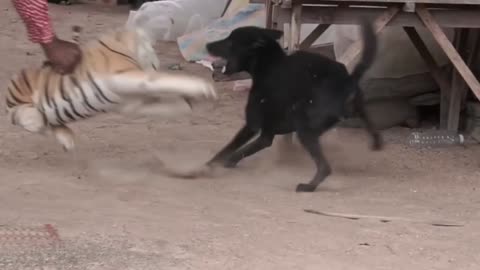 Funny Animal Videos 2023 😂.