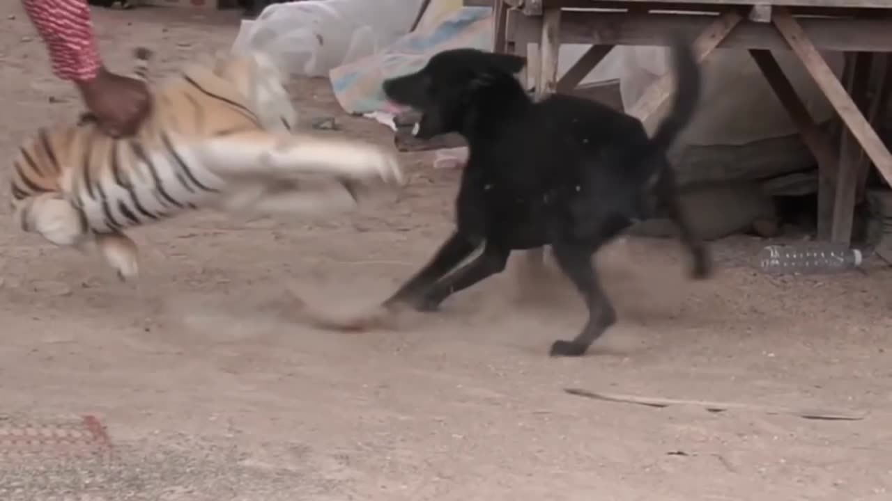 Funny Animal Videos 2023 😂.