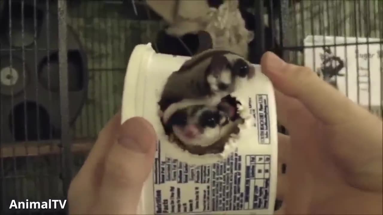 Adorable sugar gliders playing around