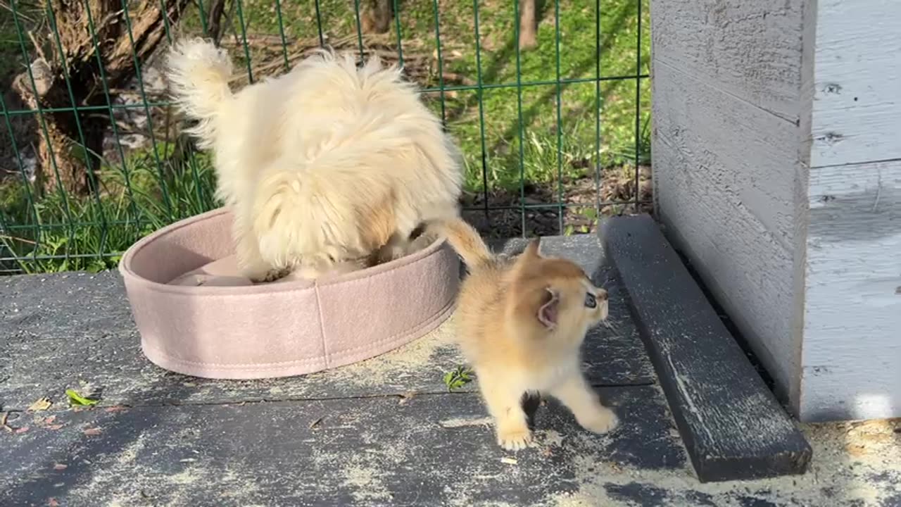 The secret of hungry kittens and empty plates has been found