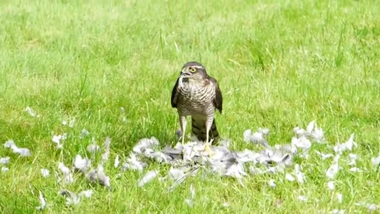 Sparrowhawk catches Wood Pigeon and is then harassed by two Magpies