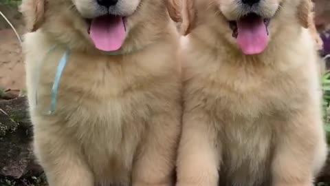 Fluffiest Golden retriever Puppies!