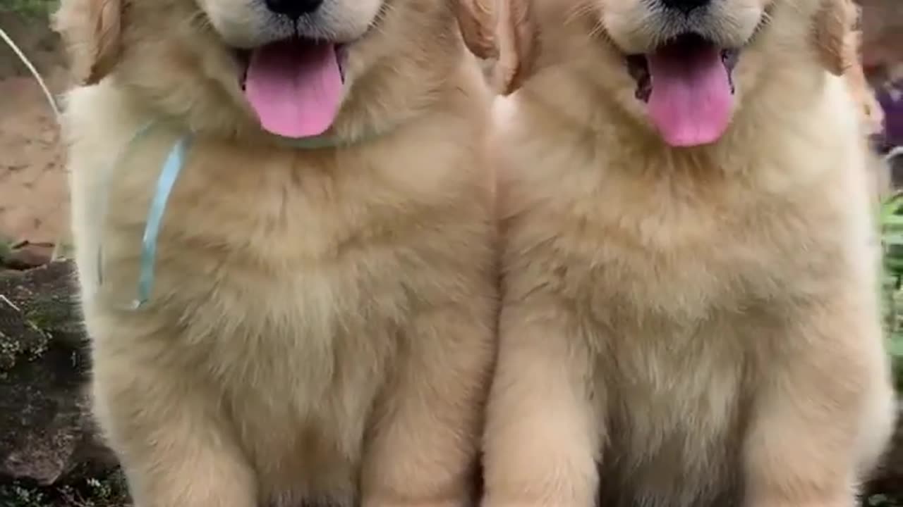 Fluffiest Golden retriever Puppies!