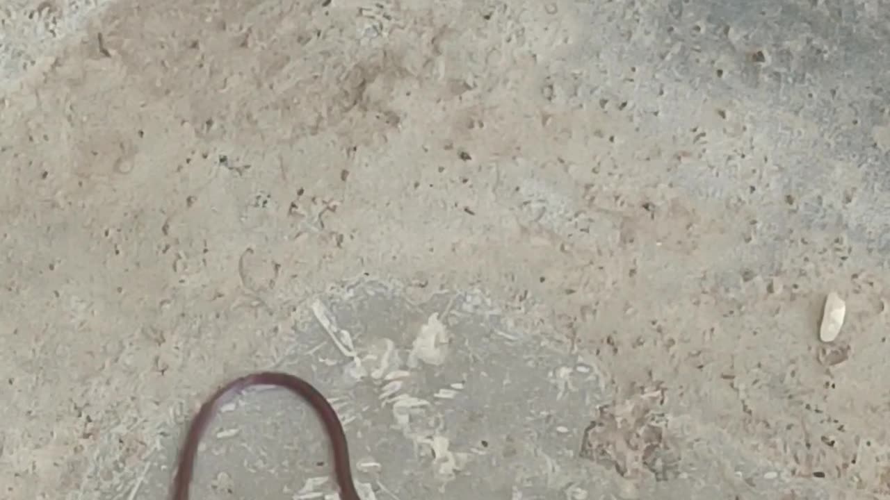 World's small snake from India