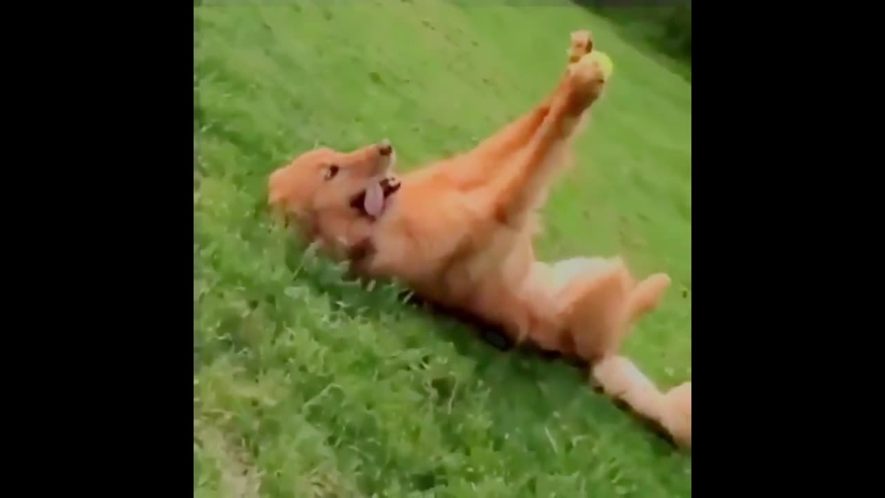 Funny Moments Of The Year Compilation 😆🔥🐷 PART 5