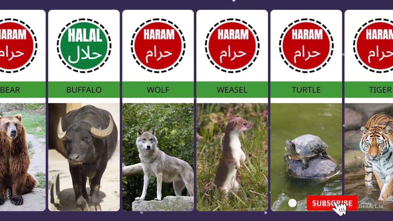 Halal & Haram Animals in Islam #3dcomparison #comparison #comparisonvideo