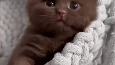 Cute Cat Gif