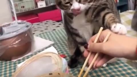 Funniest Cats 😹 - Don't try to hold back Laughter 😂 - Funny Cats Life