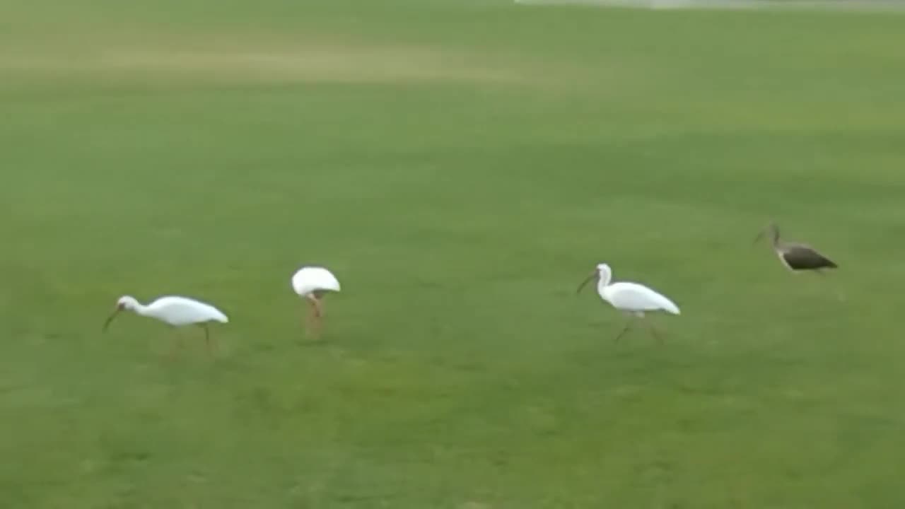 Birds On The Soccer Field (March 23, 2024)