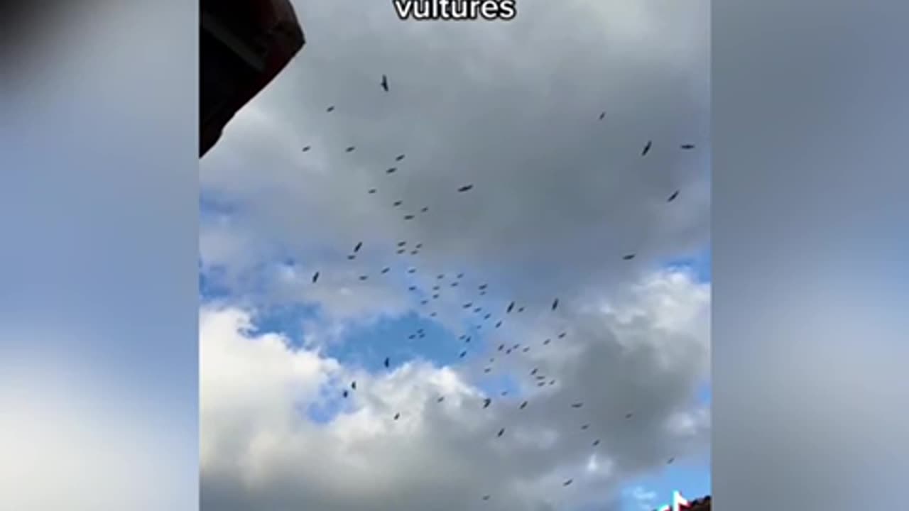 I Think 5G Is Driving Animals Mad