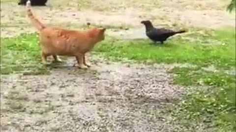 Funny Animal Videos