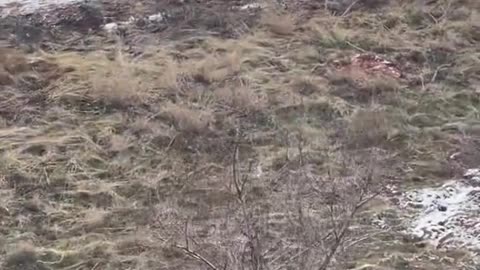 Elk Alongside the Highway