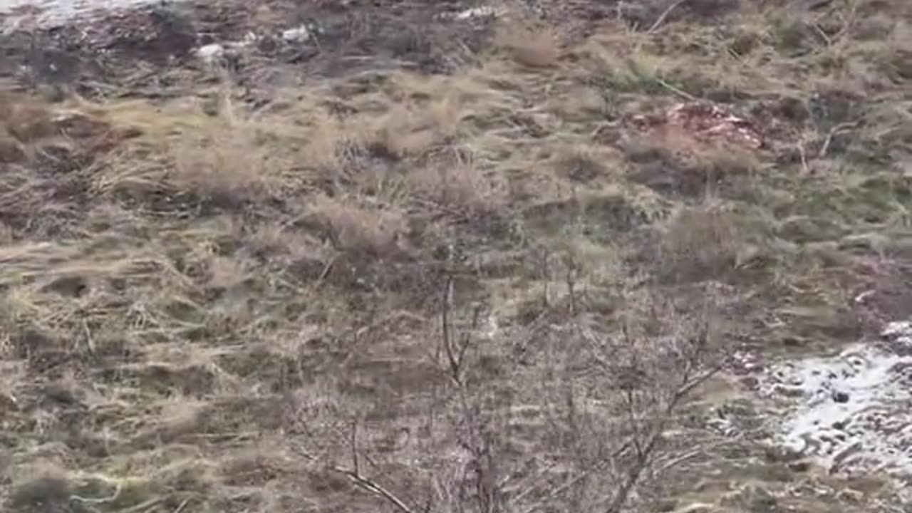 Elk Alongside the Highway