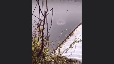 The Water is Beautiful❓ Do You Want to Go for A Swim🐊👀