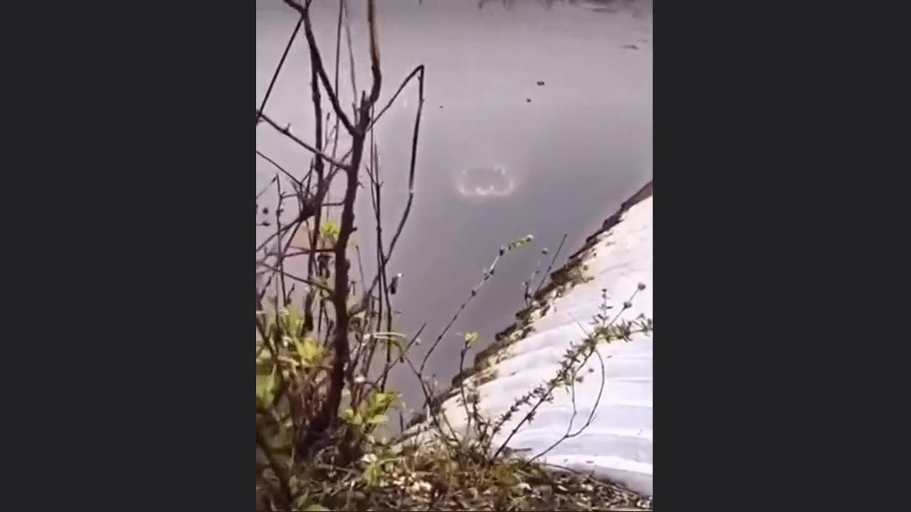 The Water is Beautiful❓ Do You Want to Go for A Swim🐊👀