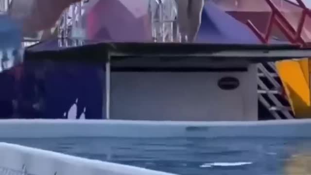Funny video