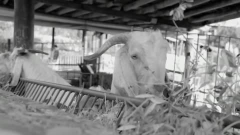 coverr goats eating grass 1080p