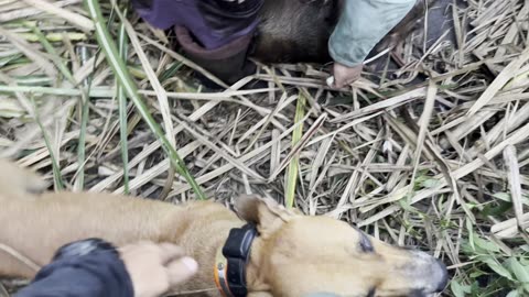 Hunting Wild Boars with dogs is no game.