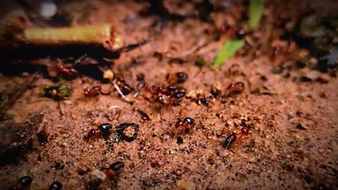 Seeing thousands of termite troops changing nests