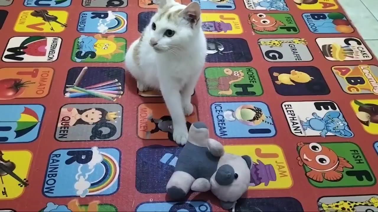 Cat playing with dolls