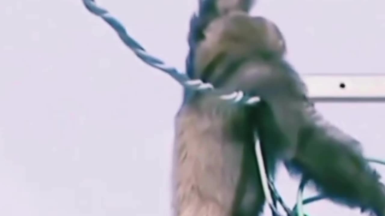 Gorilla climbing on electric pole