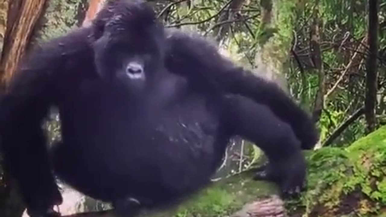 little gorilla knows how to make an entrance