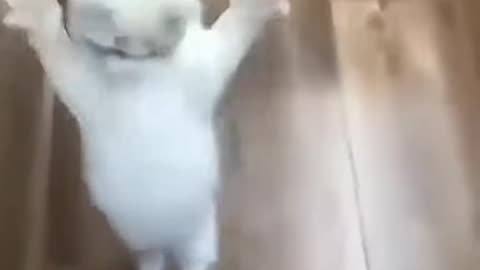Animals funny moments that made you laugh 😂 part 5