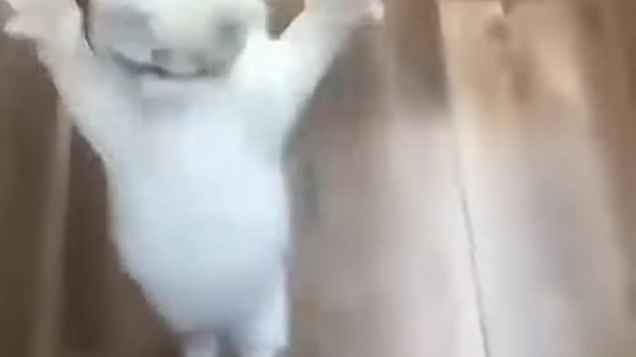 Animals funny moments that made you laugh 😂 part 5