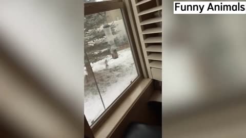 compilation of funny and cute cat