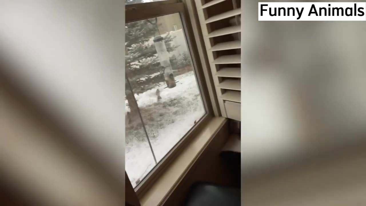 compilation of funny and cute cat