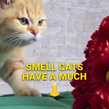 Decoding Cat Communication _ The Power of Pheromones! 🐾🌿 #catbehavior #pheromones #catcommunication