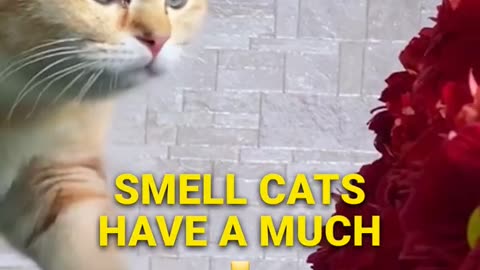 Decoding Cat Communication _ The Power of Pheromones! 🐾🌿 #catbehavior #pheromones #catcommunication