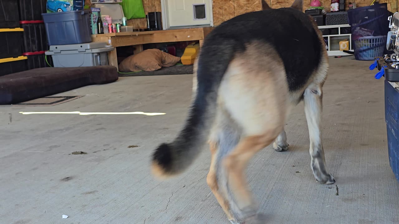 German Shepherd Fetches Wrench