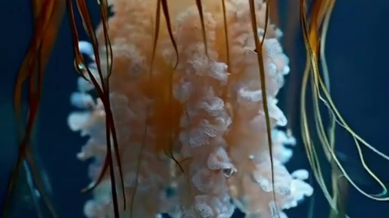 "🌊 The Magical Life Cycle of Jellyfish: Nature's Timeless Wonder! 🪼"