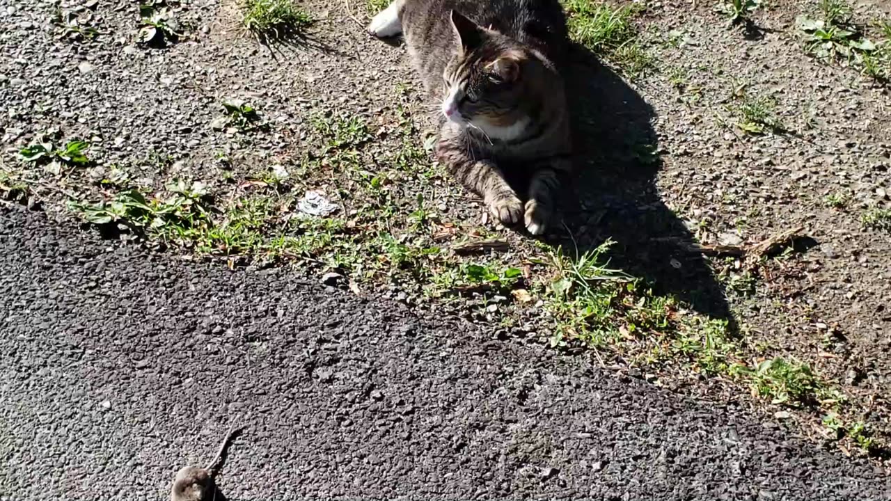 CAT MESSING WITH A MOUSE