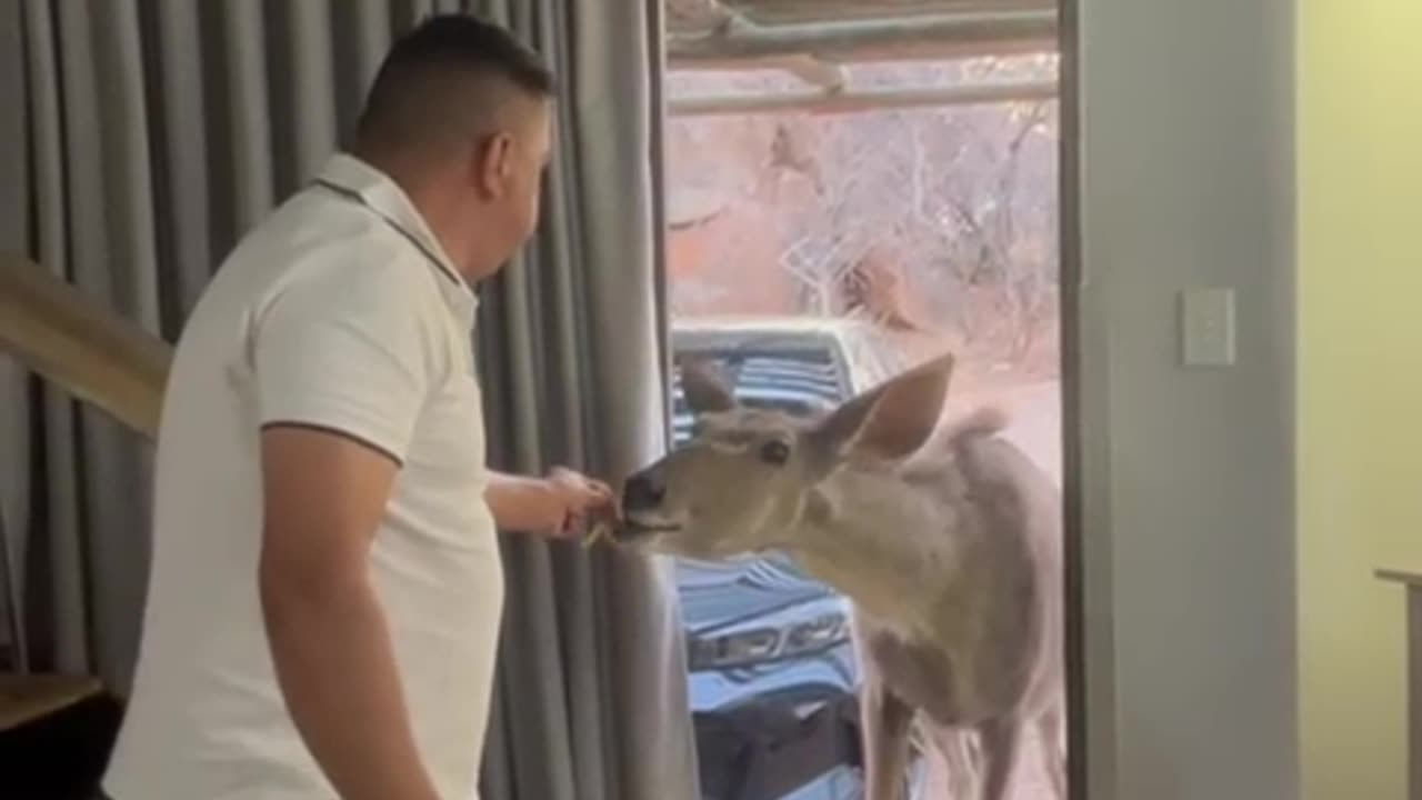 Kudu Visitor Shooed From Room