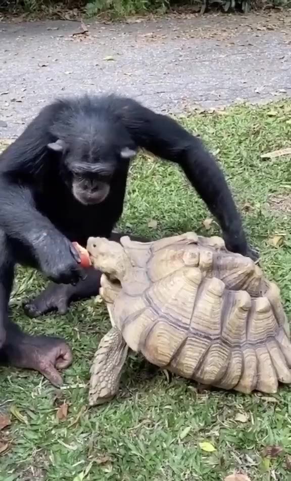 Monkey and its friend eating apple