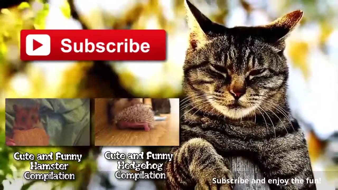 Funny animals