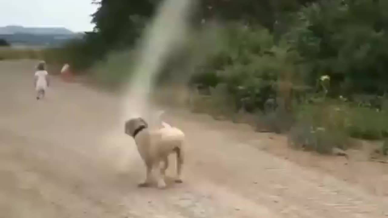 Dog stops tornado from forming....oh boy