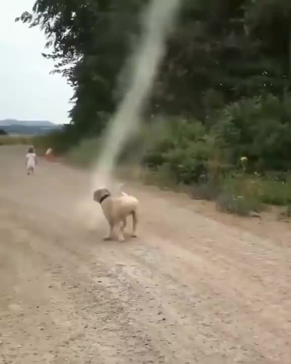 Dog stops tornado from forming....oh boy