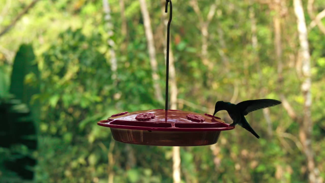 Nature is beautiful.look at the hummingbird