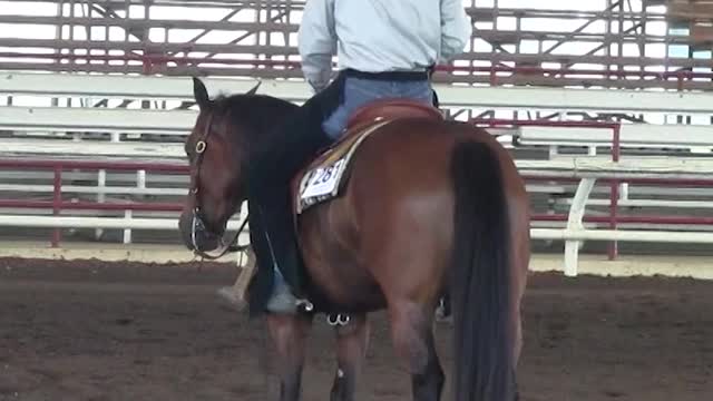 Reining Horse