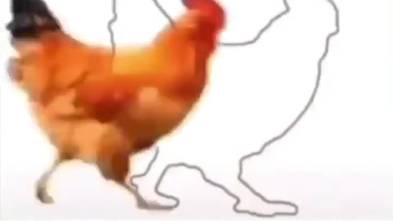 Catch the chicken