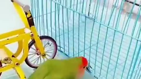 Smart Parrot