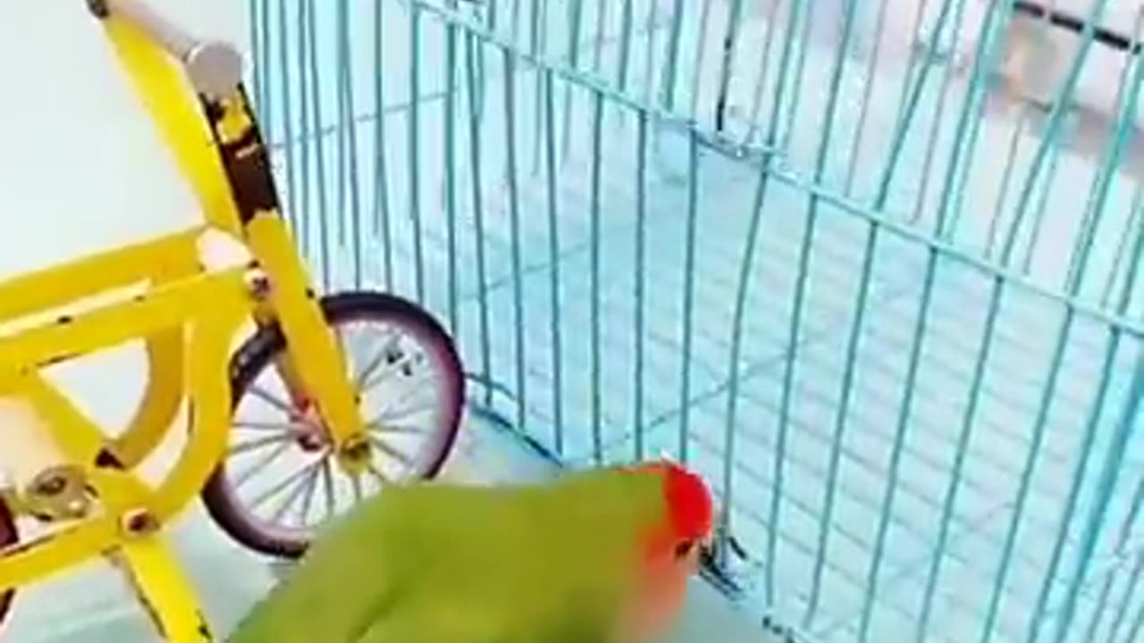 Smart Parrot