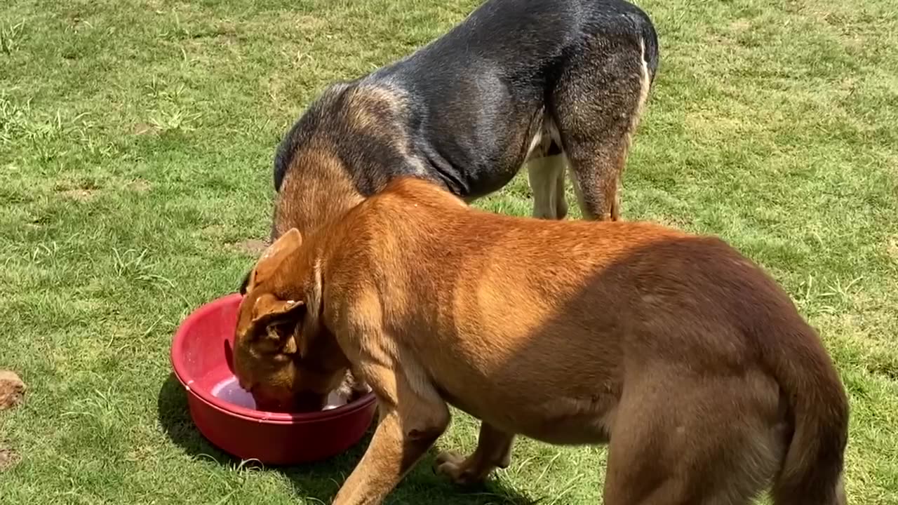 Adorable African Puppies Go Wild for Their Daily Dose of Dairy Delight!