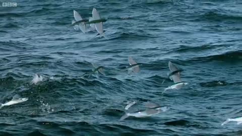 Flying Fish Picked Off From Above And Below | The Hunt | BBC Earth