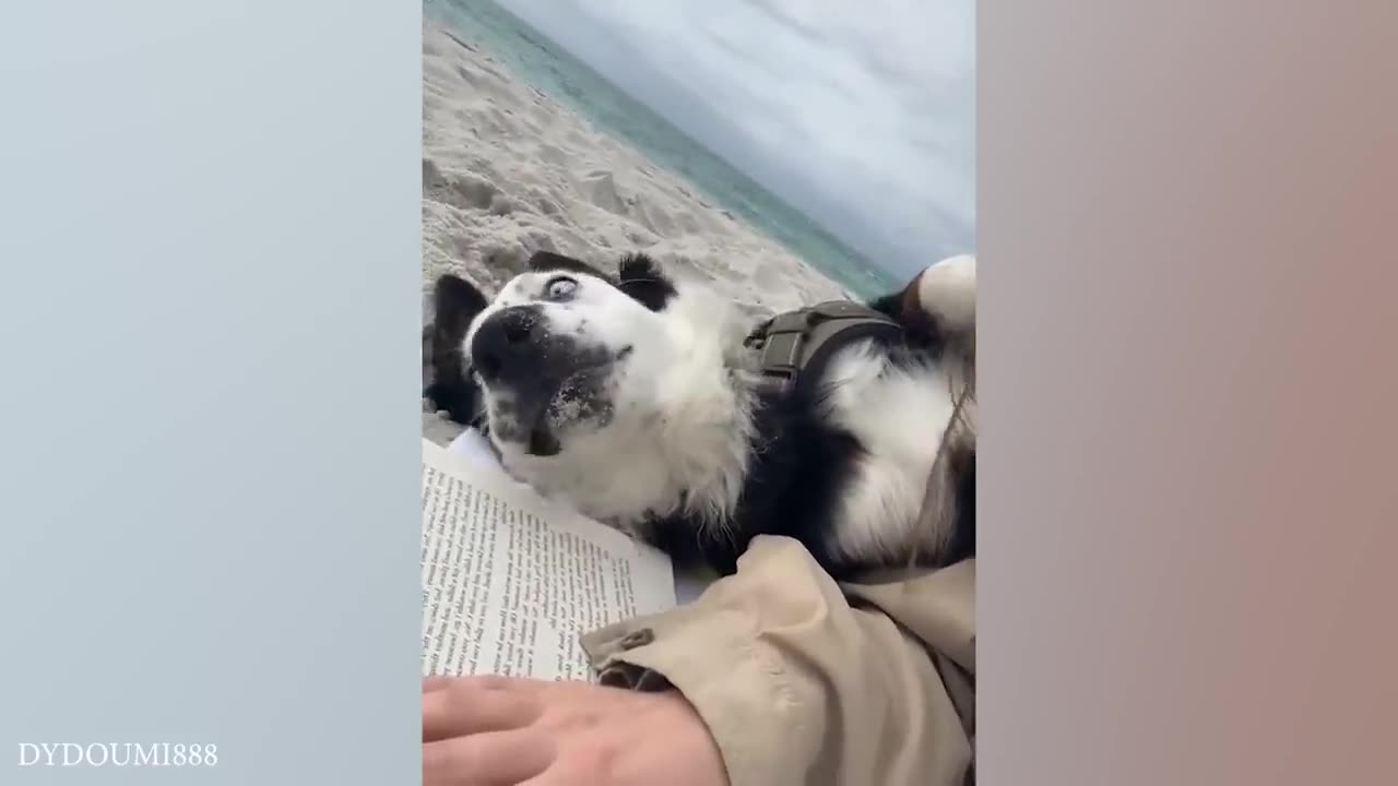 funny cats