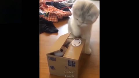 Cat funny #video#